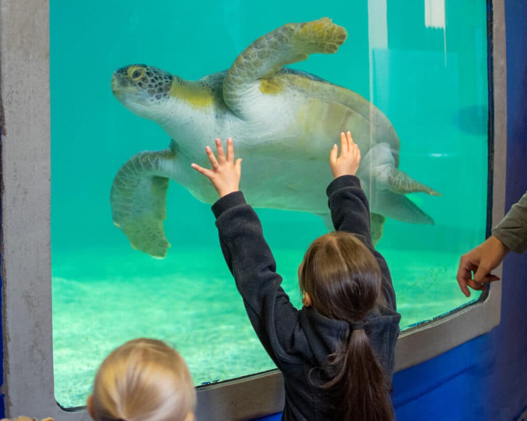 Una niña observa una tortuga marina a través del cristal